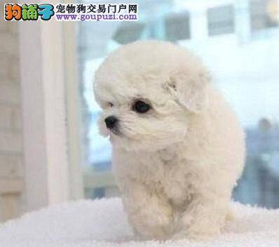 比熊犬正确完整的洗澡流程