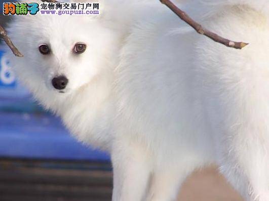 选购好方法 五个要点轻松选到优秀的银狐犬