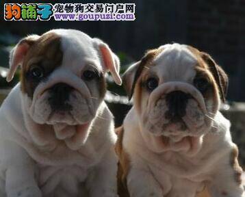 如何判断斗牛犬是否怀孕了？怀孕斗牛犬有哪些表现
