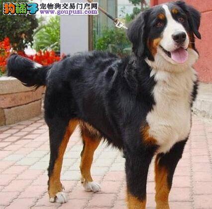 炎热酷暑 预防伯恩山犬出现高温中暑的五大要点