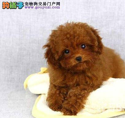 贵宾狗狗适合用吹水机或吹风机哪种来吹干毛发