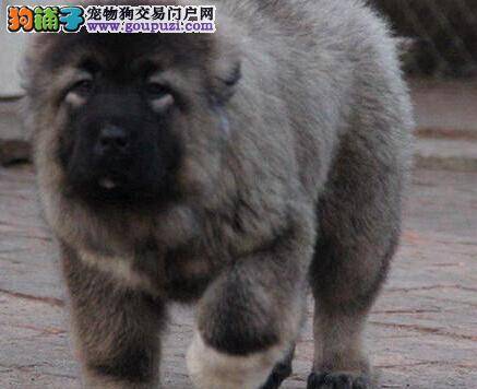 要想高加索犬长得好主人应该怎么办