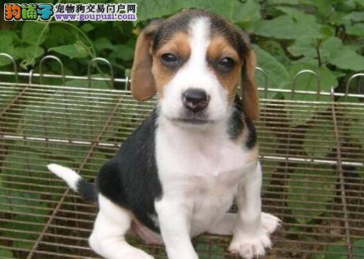 想要养好比格犬要准备哪些生活用品