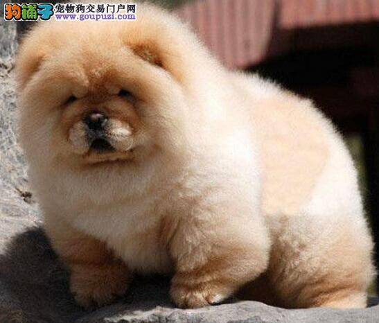 如何让松狮犬习惯佩戴项圈