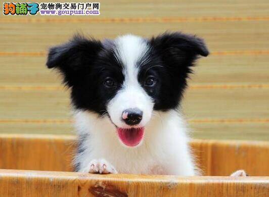 边境牧羊犬的呼吸特别急促是正常现象吗