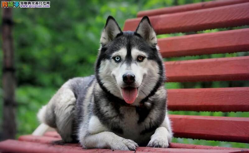 哈士奇幼犬的调教与训练技巧分析