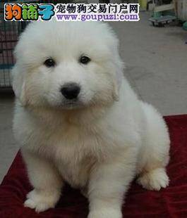 怎样把大白熊犬变成最美丽的狗狗