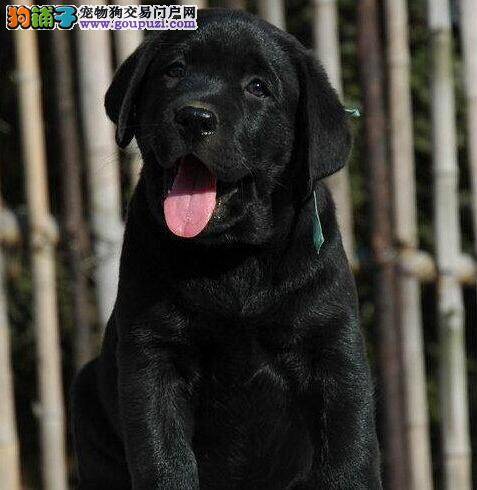 拉布拉多犬不肯吃驱虫药怎么办