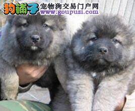 解决高加索犬不挑食的方法有哪些值得研究