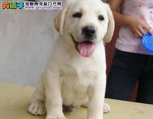 怎样给拉布拉多犬的牙齿、眼睛和耳朵做清洁