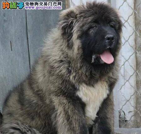 来月经的高加索犬还可以打疫苗么