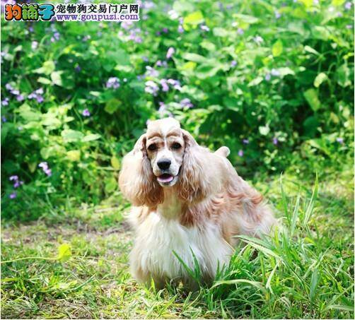 怎样才能为可卡犬防暑降温