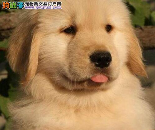 五个月的金毛犬看到同伴很害怕 如何提高胆量