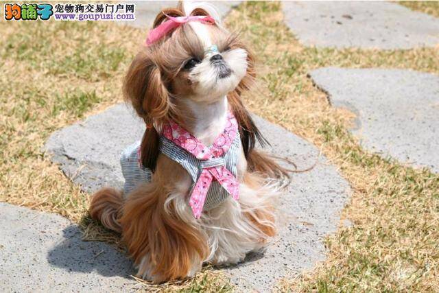 为什么我的马尔济斯犬不和别的狗狗玩