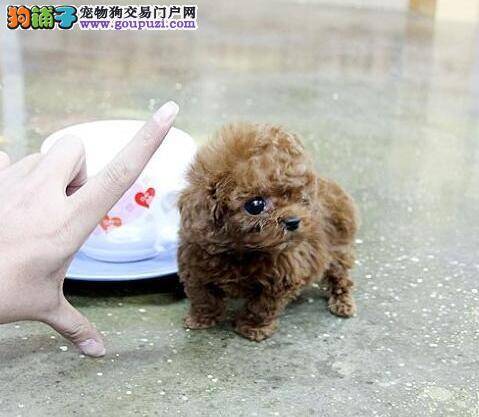 夏天怎样预防泰迪犬换上皮肤类疾病