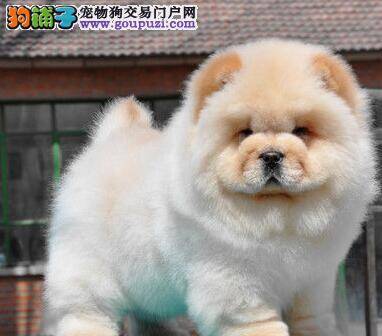 请问平时怎么给松狮犬洗脸啊