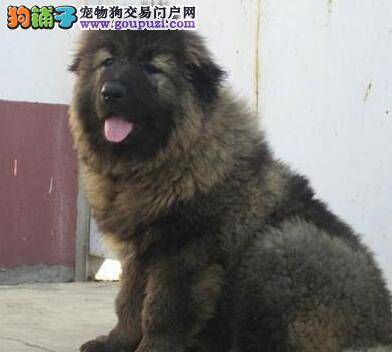 一个多月大的高加索犬怎么养