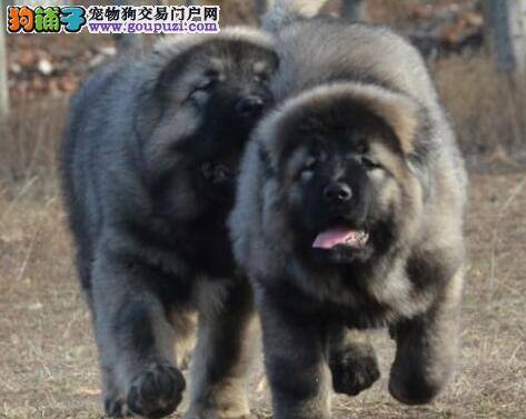 怎样培养高加索犬的勇敢性和凶猛性