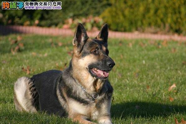 直面过敏原 如何避免主人对德国牧羊犬有过敏反应