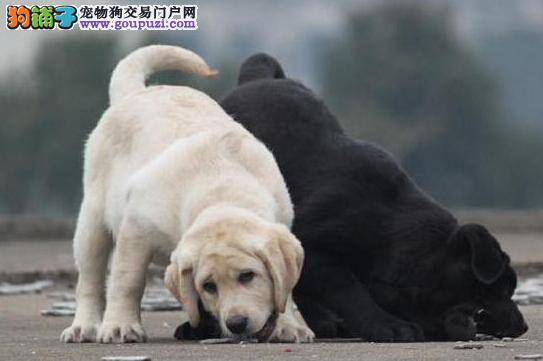 拉布拉多犬不正经吃饭 怎么让它不挑食呢