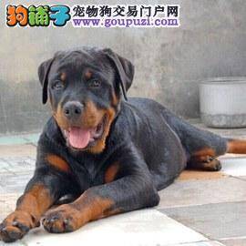 训练罗威纳犬不搞破坏的方法