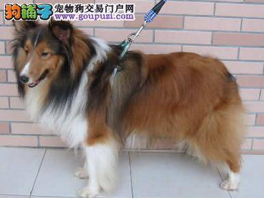 家庭必读书 喜乐蒂犬注射疫苗前要注意几个要点