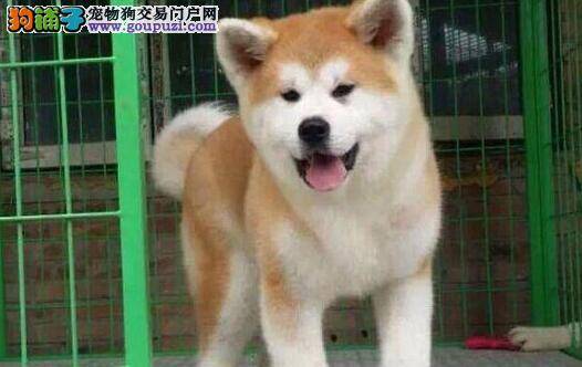 秋田犬身上有黄色的皮屑是不是得皮肤病了