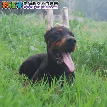 阻止杜宾犬打架的小妙招