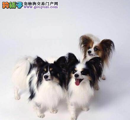 第一本狗狗怀孕书 怎样护理怀孕期间与产后的蝴蝶犬