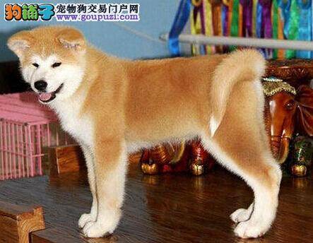 经常让秋田犬咬骨头有哪些好处