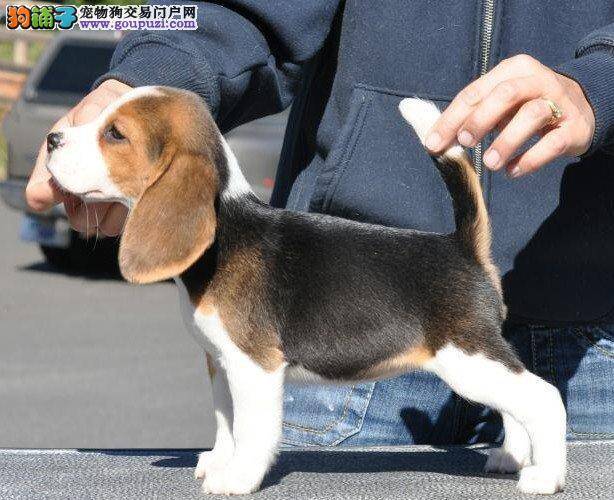 掌握比格犬饮食的重要习惯与方式