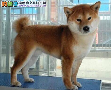 高智商秋田犬应掌握的本领——“凭气味取物”