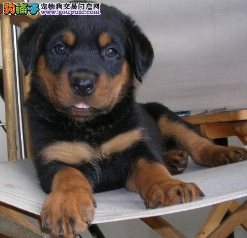 罗威纳犬患上了肠炎通常会有哪些反应