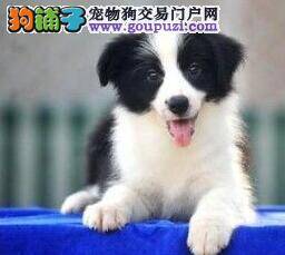 边境牧羊犬缺钙自制狗粮中应添加些什么