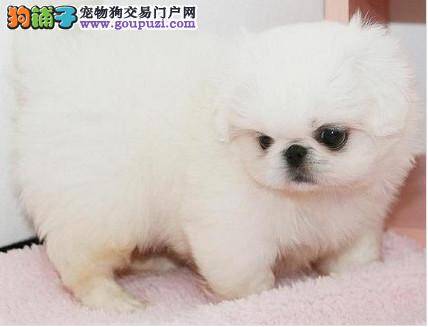 我家京巴犬换牙期间需要补钙吃什么钙片好