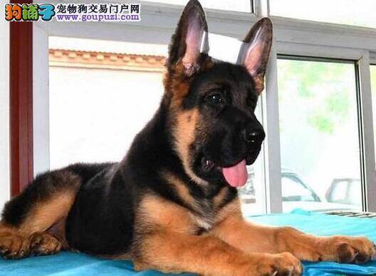 探究德国牧羊犬做完手术后的排尿以及呼吸等问题