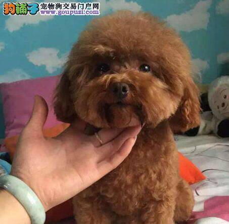 泰迪犬幼犬成长过程中必备的三大营养品