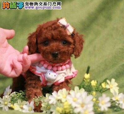 贵宾犬对于饮食方面有哪些要求
