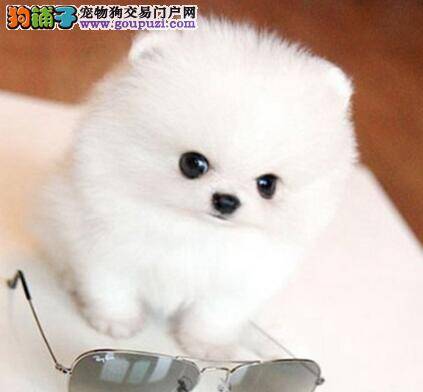 如何让自家的博美犬不随便大小便