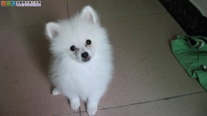 银狐犬太活泼老咬手 该怎样教育它