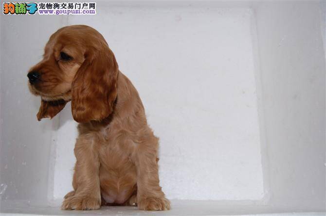 面对可卡犬吃便便的问题大家要寻找最佳解决途径