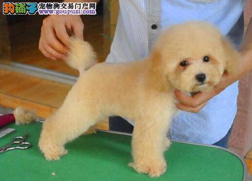 泰迪犬常见疾病的九种表现症状