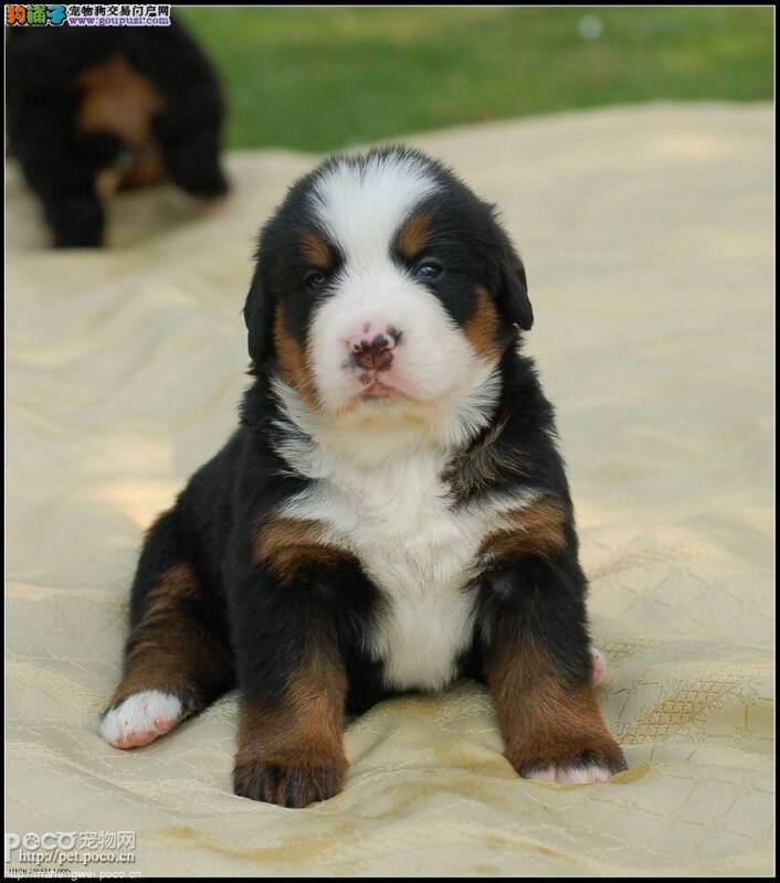 两个多月的伯恩山犬便秘怎么治疗啊