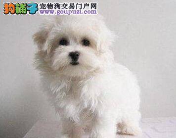 比熊犬幼犬的胎毛需要剃掉吗