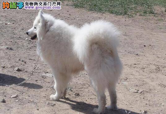 鉴定萨摩耶是否过于肥胖的科学方法