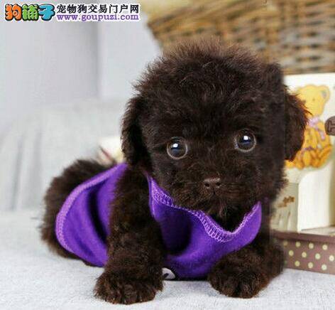一个月的泰迪犬应该如何喂养啊