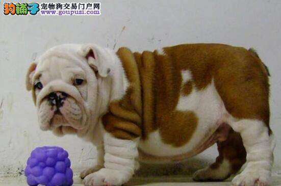 斗牛犬在夏季饲养需要注意中暑