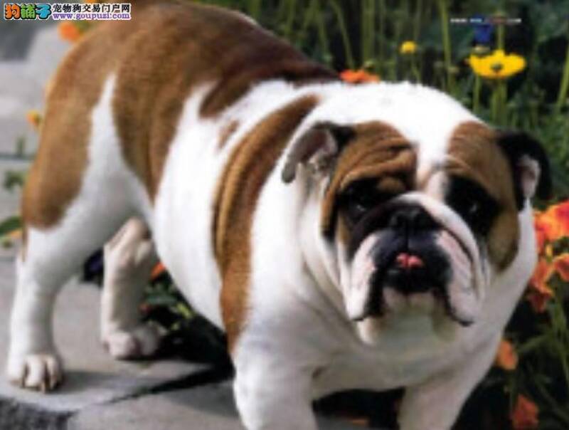 科学饮食之如何让斗牛犬养成一个饮食好习惯