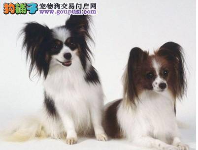 我的蝴蝶犬比同龄犬小 怎么帮助它长大？