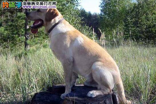 小心行得万年船 被拉布拉多犬咬伤不能忽视